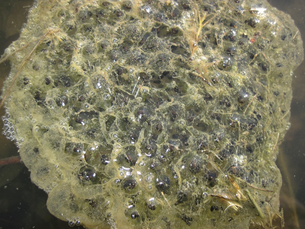 Fermento nei canali e stagni.